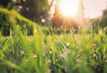 봄이여, 걷기로 환하게 맞이하는 새로운 에너지 green grass field sunset scenery