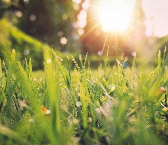 봄이여, 걷기로 환하게 맞이하는 새로운 에너지 green grass field sunset scenery