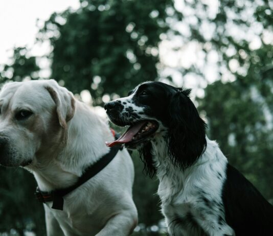 ‘북부권역 반려동물 주제공원(테마파크) 조성’ 공모사업 선정 two white and black dogs