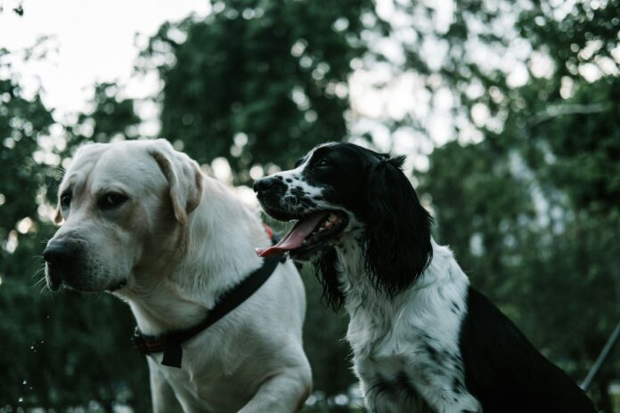Photo by Steve Tsang two white and black dogs