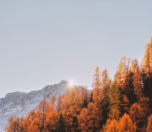 가을 운동으로 체중 감량과 면역력 강화하는 방법 brown leafed trees