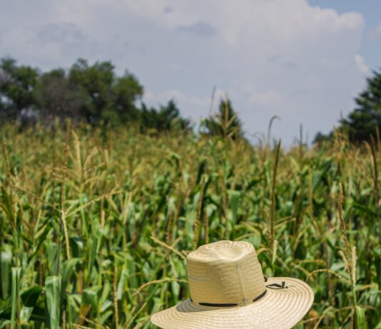 새해에도 ‘충북형 도시농부’ 참여하세요! A man in a hat standing in a corn field