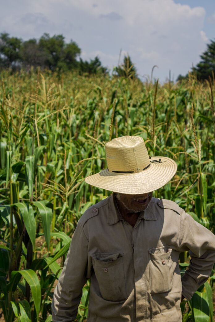 Photo by Marco Antonio Casique Reyes A man in a hat standing in a corn field