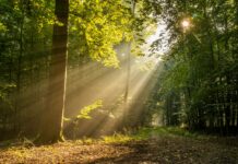 MZ세대들이 관심 있는 정신건강 green trees and brown dried leaves during daytime