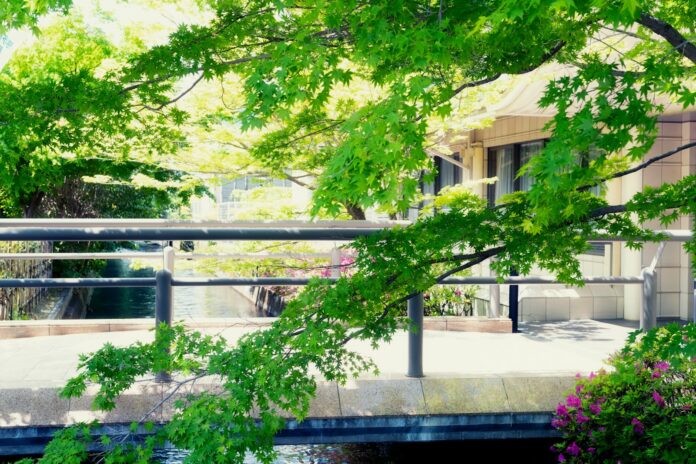 Photo by ayumi kubo a bridge over a river