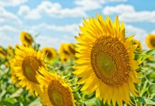 초여름, 건강 관리의 필수 아이템들을 알아봅시다 yellow sunflowers during daytime