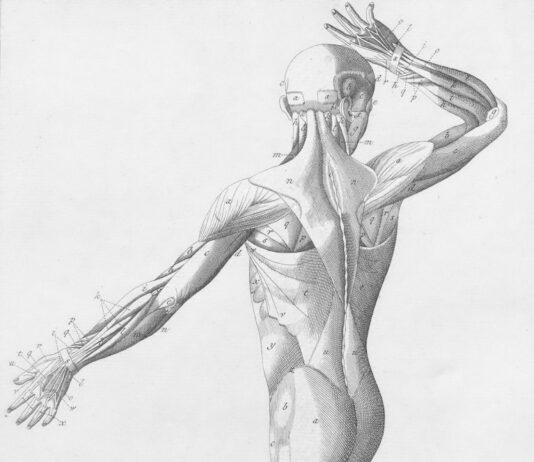 “근육 건강, 일상 속 작은 변화로 키운다 – 지속 가능한 건강 트렌드 주목” Human musculature from behind