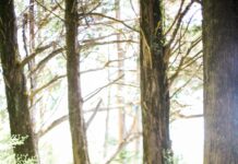 “디지털 디톡스부터 ‘걷기 명상’까지… 스트레스 관리, 단순한 생활 습관이 해답” people walking on dirt road between trees during daytime