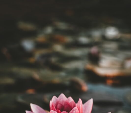 “마음 건강, 작은 습관이 지킨다…일상 속 실천법 주목받아” pink and white lotus flower