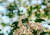 “뇌건강, 오늘부터 시작하세요”…쉽게 실천하는 ‘두뇌 활력 루틴’ 각광 Sunlit white apple blossoms against a blurred green background.